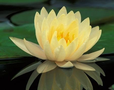 NINFEA COLORATA RUSTICA RESISTENTE (GIALLO)