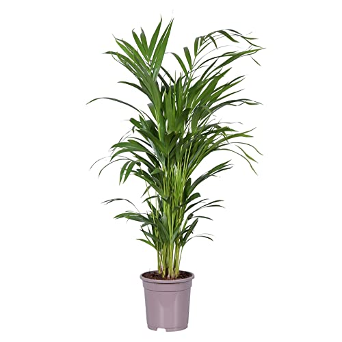 Palmera de Interior Grande DECOALIVE Palma Areca Natural Dypsis Lutescens