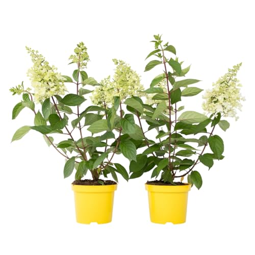 Plant in a Box - Hydrangea paniculata 'Candlelight' - Set of 2 - White - Garden Hortensia - Pot 19cm - Height 25-40cm