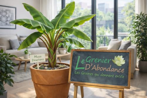 10 semi da seminare - L'Attico d'Abondanza - Musa Itinerans - la banana dello Yunnan