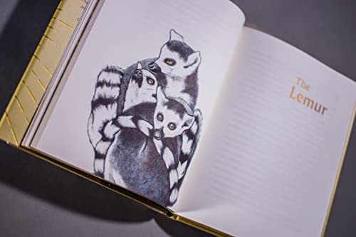 The Golden Mole: Katherine Rundell