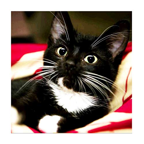MXJSUA 5D DIY Diamond Painting by Number Kit Fulll Round Dril Beads Crystal Rhinestone Picture Supplies Arts Craft Wall Sticker Decor Black Cat 12x12In