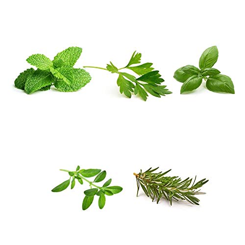 Environet Herb Garden Seeds Collection - 5 Culinary Herb Seeds Pack - Basil, Mint, Parsley, Thyme And Rosemary, Heirloom Seeds For Planting #TOP1