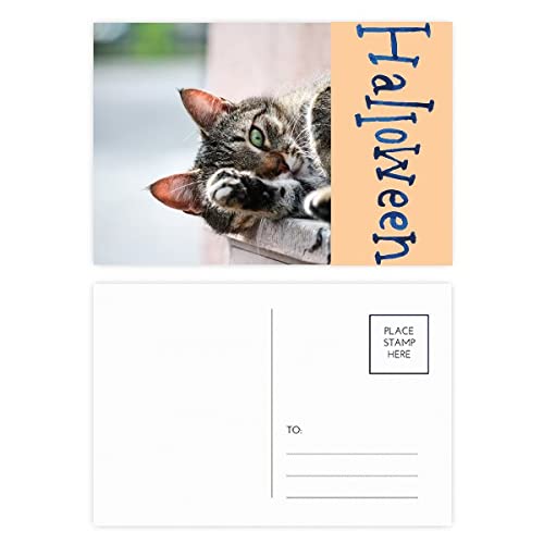 Cartes postales d'Halloween chat à envoyer pour surprendre vos proches