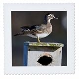 Square dimensions (in inches): 6 L x 6 W, image dimensions (in inches): 4 L x 4 W 100% poloyester; image is soft to touch. Made in USA Edges have pinking shear cut Image will not fade with washing. Image not a transfer, part of material