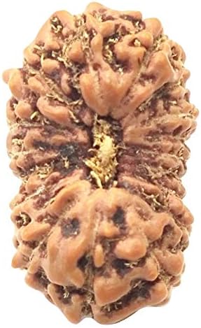 17 Mukhi Rudraksha/Seventeen Face Rudraksha - Java - Lab Certified