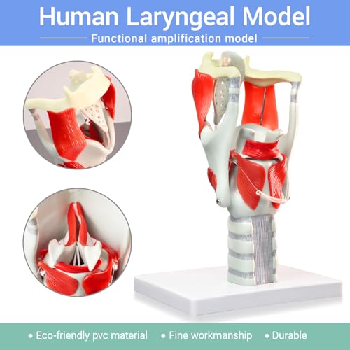 Image of HADWYN 2025 New 3X Anatomy Larynx Functional Model, Model of Larynx Pharynx Model,Human Model for Reinforcing The Neck Structure and Function Medicine