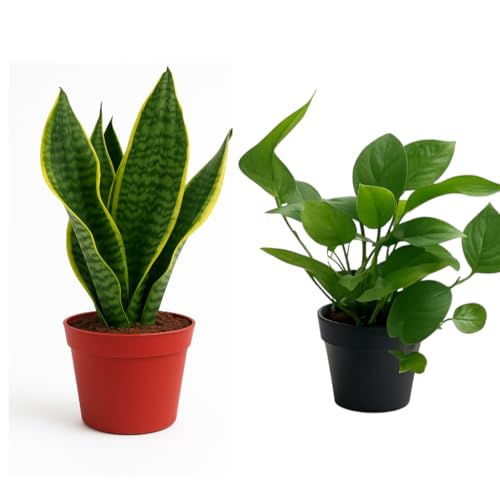 Live Snake Plant & Money Plant | Pack of 2 Indoor Air Purifying Plants for Home & Office Decor | Low Maintenance Easy Care Plants