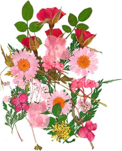 Flores secas para manualidades DIY y decoración miniatura 5