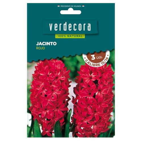 Verdecora Bulbos de Jacinto Rojo (3 uds) | Hyacinthus orientalis | Floración en Primavera | Flores Aromáticas y Vibrantes | Perfecto para Jardines y Macetas (PORTES INCLUIDOS)