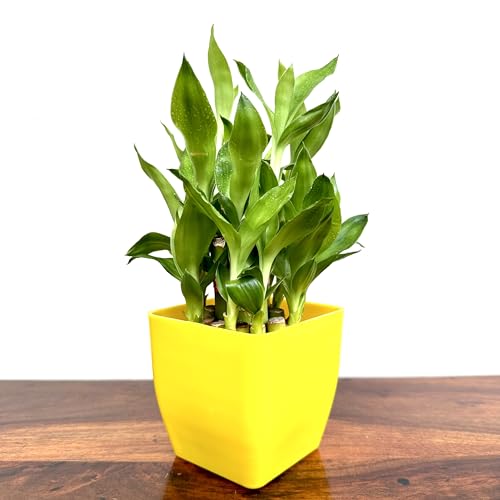Image of Two layer lucky bamboo | For Living Room or Office table | indoor plants for good luck and air purification (Bamboo Plastic Yellow Pot)