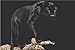 Studio B Black Panther Poster