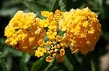 Lantana New Gold Live Plants – Pack of 3 – Bright Yellow Flowering Shrub – Drought Tolerant & Low Maintenance – Great for Containers & Garden Beds – Pollinator Friendly