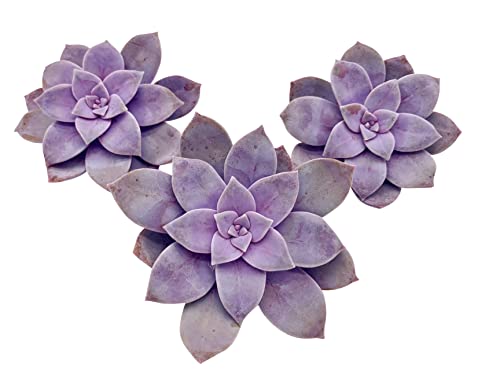Live Succulent Cuttings (3 Graptopetalum Superbum), Succulents Plants Live, Succulent Plant No Roots, House Plants Live Office Decoration, Diy Projects, Party Favor Gift By The Succulent Cult #TOP2