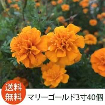 Amazon.co.jp: マリーゴールド 花苗 40個 3号ポット カラー