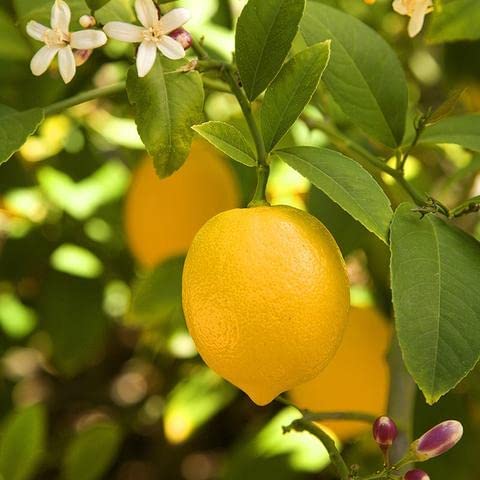 BLOOM & GROW Kolkatta patti baramasi kagzi lime Nimbu Nimboo Lemon Citrus hybrid fruit plant 1-2 ft (B0BYXVLR85) Amazon Price History, Amazon Price Tracker