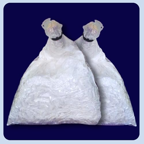 White Summer Season Big-Petal Oyster Mushroom Growing Kit (400gm Spawn + 2 PP Grow Bags + Instruction) - Edible Fi Ah Variety First Geneartion White Mycelium Mushroom Spawn Seed