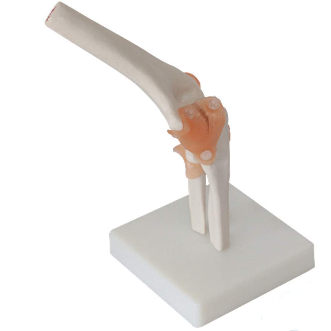 ERNZI Aprendizaje De Modelos Educativos para Ayudar A Modelos Anatómicos De Ligamentos De Codo De Tamaño Real Modelos Anatómicos De Articulaciones De Codo Modelos Científicos De Anatomía Ósea