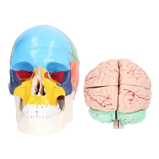 Human Skull and Brain Anatomy Model