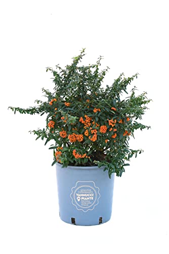 Vannucci Piante - Pyracantha 'Navaho', pianta vera in vaso, da esterno