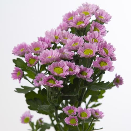 Chrysanthemum Madiba Tanga rose 50cm de qualité horticole supérieure