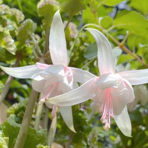 Semi di fucsia, regali da giardino per le donne Ibrida