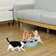 Pawaboo Katzenspielzeug Elektrische Maus, Interaktiv Kätzchen Spielzeug Katzenbett Kratzmatte Katzenminze, Süß und Sicher Spielzeug Spielball für Kleine Katze Spiel Beißen Kauen - Blau