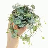 Especialmente buscada. Planta Colgante PREMIUM Ceropegia Woodii Muy Buscada Planta de Moda