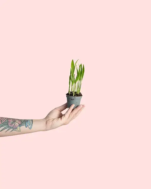 Palma Areca Mini - Planta Natural para Terrario | Pur Plant