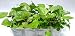 Szechuan Flower Plant (Buzz Buttons) Grow Kit: Your kit Will Include Both Lemon Drop and Bulls Eye Seeds 50/50- Open/Water/Watch.
