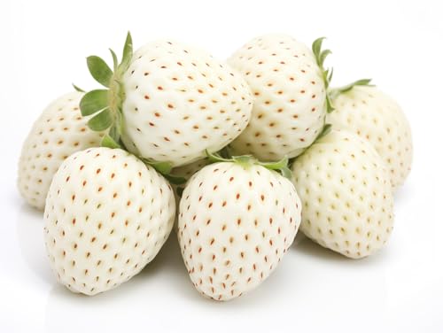 White Strawberry Plants for Growing - Pineberry - Great for Planters or Raised Beds, Well Rooted (5 Plants)