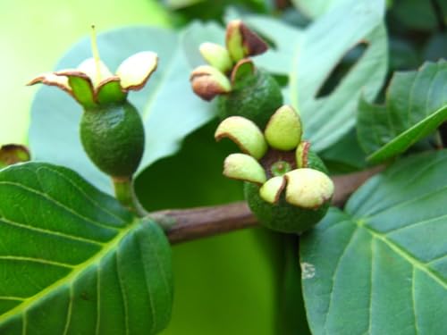 Image of Guava Sardar Lucknow-49 L-49 Amrood Variety Fruit (Air Layering /Grafted) Plants & Tree(1.5-3 Feet Size),CF SG29