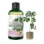 Philodendron
