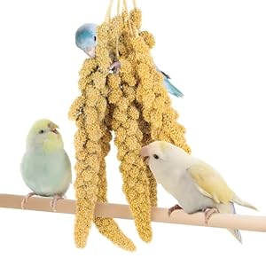 BUCATSTATE Spray Millet for Birds, Sun-Dried Healthy Millet Parakeet Treats for Parrots Cockatiel Lovebird Finch, GMO-Free Parakeet Food – 1lb