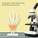 Hand Joint Model, High Strength Life Size Hand Model PVC Teaching Tool for Learning