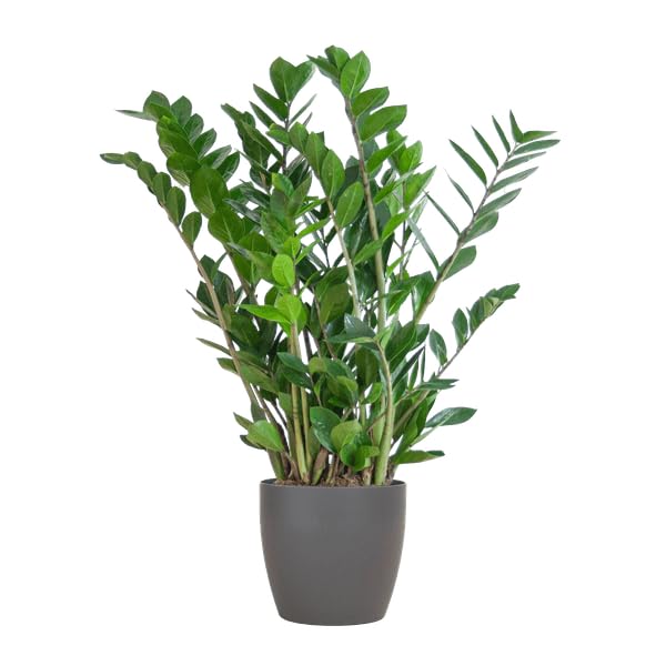 Zamioculcas Zamiifolia Glücksfeder – robuste Zimmerpflanze 80cm Ø21cm – pflegeleichte Smaragdpalme im nachhaltigen Viber Topf Grau