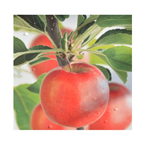 gardenexpert Malus 'Braeburn' Patio Apple Tree 17cm Pot Size Fruit, Green/red