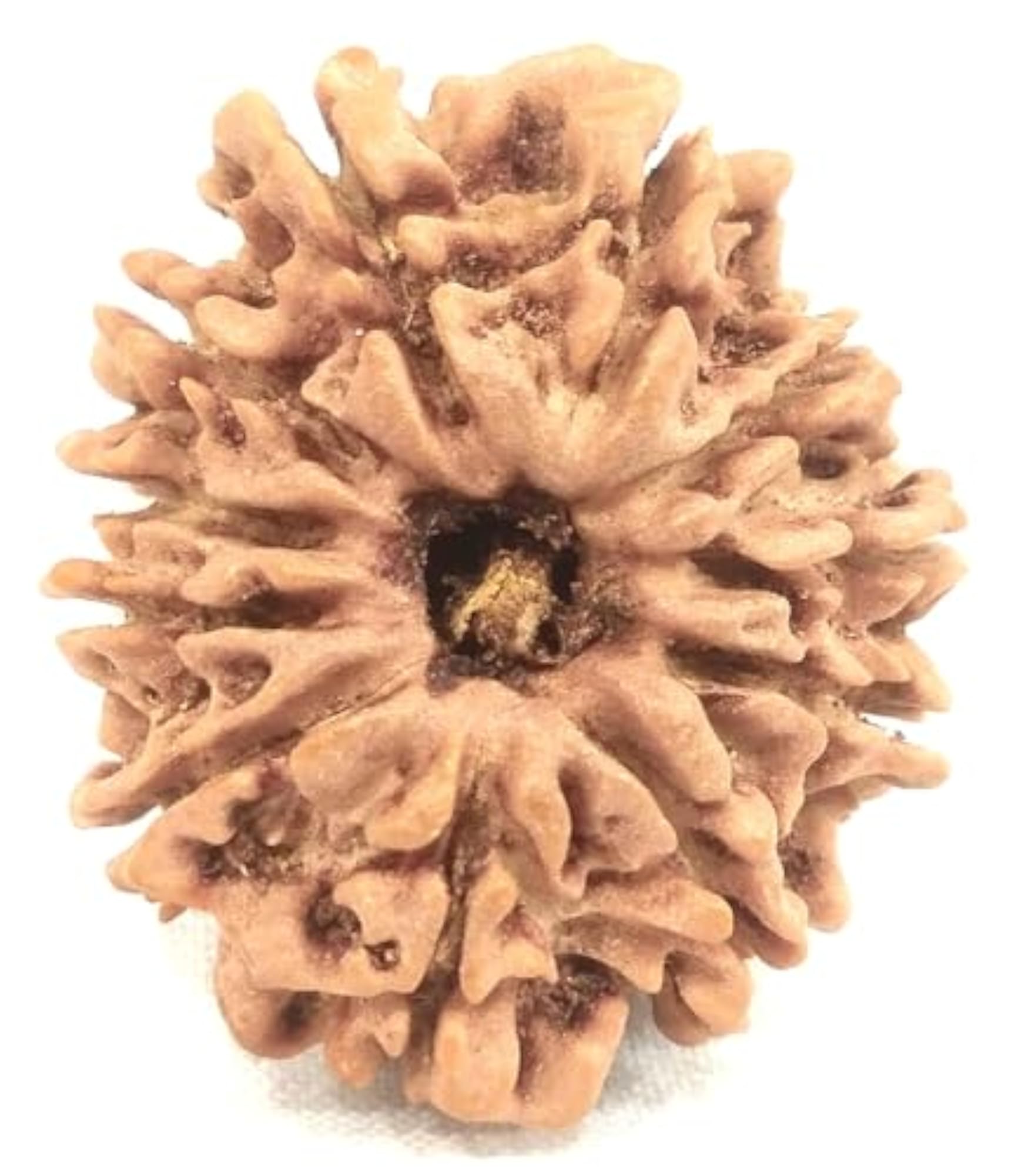11 Mukhi Rudraksha, Collector Eleven Face Lab Certified