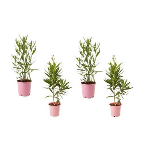 Set de CUATRO Arbustos de Adelfa Naturales Nerium Oleander Planta de Exterior