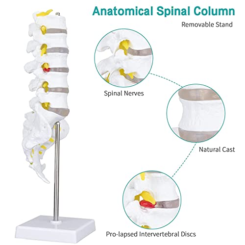 Image of Life Size Lumbar Vertebrae Sacrum Coccyx & Nerves Anatomical Spinal Column for Chiropractor, Medical Students, Teaching & Demonstration