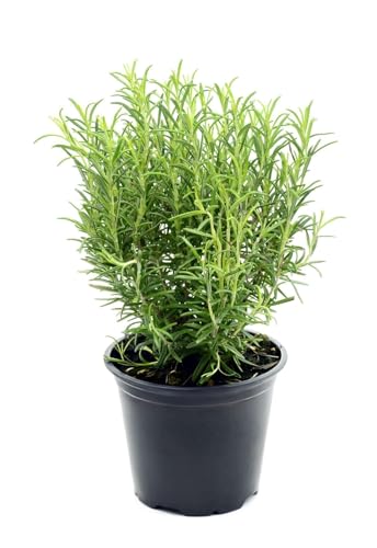 Image of live plants (ROSEMARY HERBS)