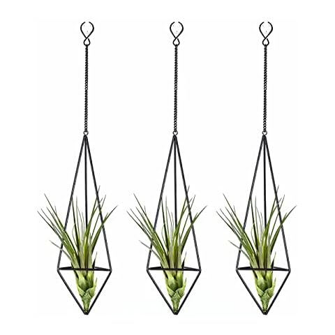 Ecosides Air Plant Holder Sets of 3,Himmeli for Tillandsia, Modern Metal Wall Decor Small Hanging Air Plant Rack Freestanding Container Airplant Display with Chains,Black,Medium Cover