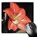 Price comparison product image 3dRose mp_21369_1 8 x 8-Inch Flowers Amaryllis Mouse Pad