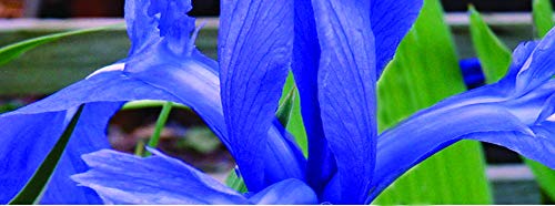 4 x Iris Laevigata Blue Early Bird Season Deals Live Water Plant Aquatic Pond Lake Marginal