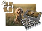 puzzleYOU : Smart Sorted® | Puzzle Photo 1000 pièces « Caniches Miniatures en Chocolat dans la Prairie au crépuscule »