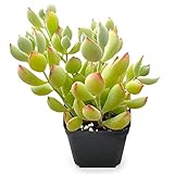 Sprout N Green Cotyledon Pendens, 1 Live Mini Succulent Plant Fully Rooted in 2in Pot, Real House Plant for Home Office Wedding Decoration DIY Projects Party Favor
