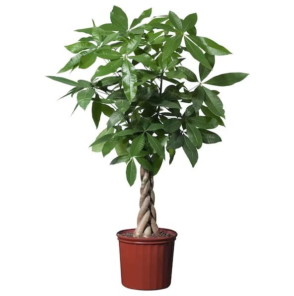 Pachira XL Planta Natural La Versión de Gran Tamaño de esta Hermosa Planta Viva