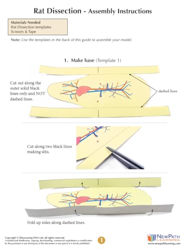 Image of NewPath Rat Dissection 3-D Paper Model Making Kit - Individual Student Edition (17-7748)
