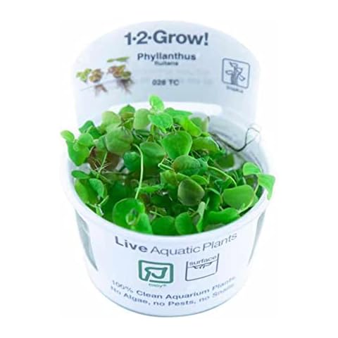 Aqua Essentials Tropica Phyllanthus fluitans 1-2-Grow! Floating Aquarium Plant Cover