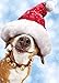 Avanti Christmas Cards, He Sees You When You're Peeking, 10-Count